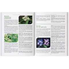 The Lost Book of Herbal Remedies: The Healing Power of Plant Medicine